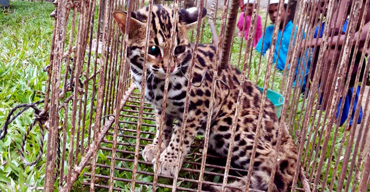 সুনামগঞ্জের তাহিরপুরে চিতাবাঘের বাচ্চা আটক