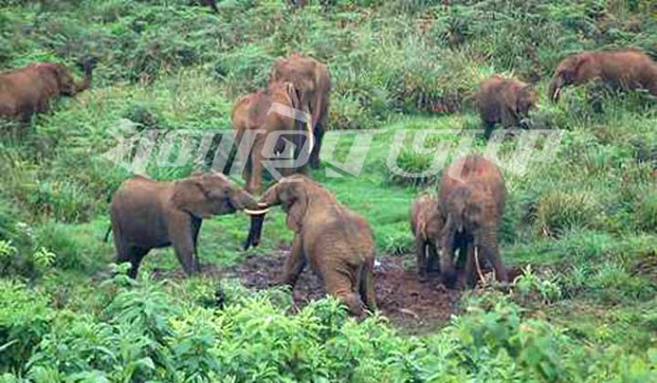 বান্দরবানে বন্য হাতির আক্রমণে শ্রমিক নিহত