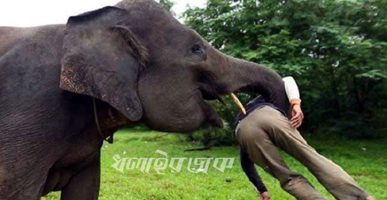 বান্দরবানে বন্য হাতির আক্রমণে যুবক নিহত