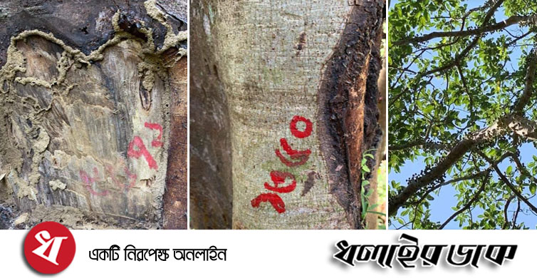 লাউয়াছড়ায় শতবর্ষীবৃক্ষ কেটে ধ্বংস করার পাঁয়তারা