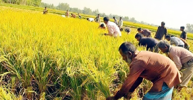 হাওরের ৯০ শতাংশ ধান কাটা শেষ: কৃষিমন্ত্রী