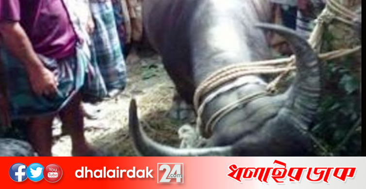 পাগলা মহিষের গুঁতায় একজনের মৃত্যু