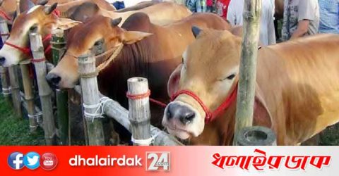 ঢাকা-চট্টগ্রাম-নারায়ণগঞ্জ-গাজীপুরে বসছে না পশুর হাট