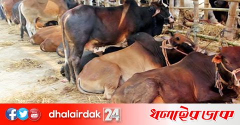 কোরবানির হাটে পশুরা থাকবে পাঁচ ফুট শারীরিক দূরত্বে!