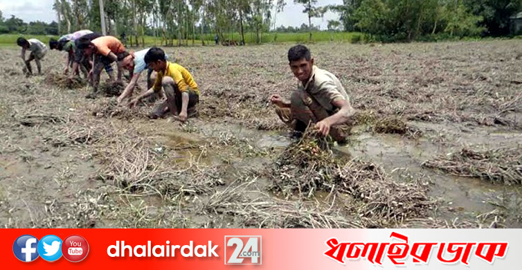 বন্যায় পচে গেল লাখ টাকার বাদাম