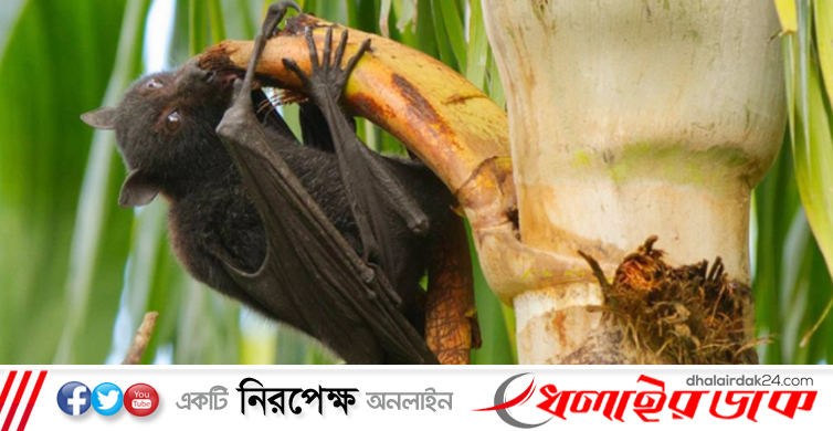 পরবর্তী মহামারি হতে পারে নিপা ভাইরাস