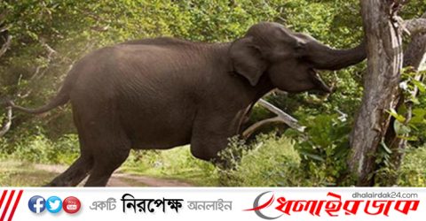 বন্য হাতির আক্রমণে প্রাণ গেল কৃষকের