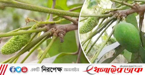 লিচু গাছে আমের ‘নাটক’!