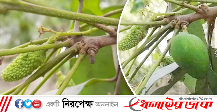 লিচু গাছে আমের ‘নাটক’!