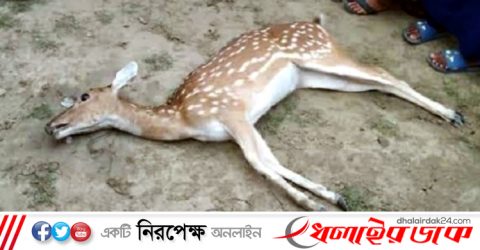 লোকালয়ে এসে মারা গেল সুন্দরবনের হরিণ, গায়ে কামড়ের দাগ