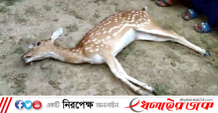 লোকালয়ে এসে মারা গেল সুন্দরবনের হরিণ, গায়ে কামড়ের দাগ