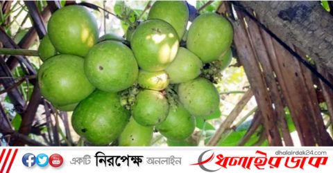 এবার এক বোঁটায় মিলল ৩০ লাউ