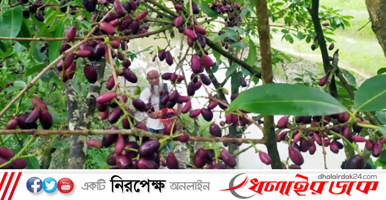 কোরিয়ান জামে হাবিবের বাজিমাত