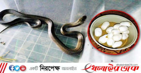 ডিমসহ উদ্ধার হওয়া খৈয়া গোখরা সাপ, অবমুক্ত লাউয়াছড়া বনে