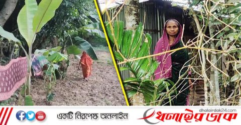 কমলগঞ্জে বিধবার বাড়ির রাস্তা কেটে অবরুদ্ধ ঃ রাতে গাছ কর্তন, মহিলার উপর হামলা