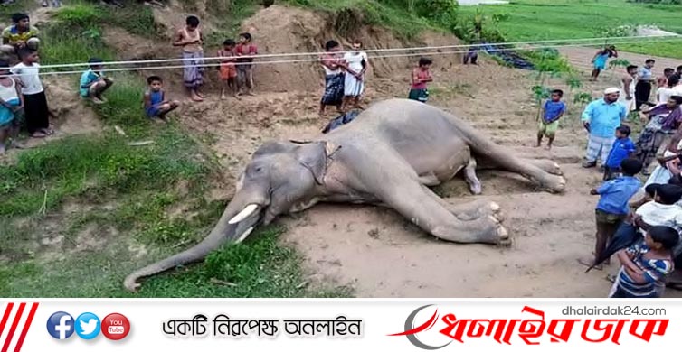 হাতি হত্যা বন্ধে দ্রুত পদক্ষেপের নির্দেশ হাইকোর্টের