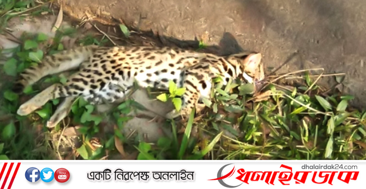 সুন্দরবনের গহীন থেকে মৃত বাঘ উদ্ধার