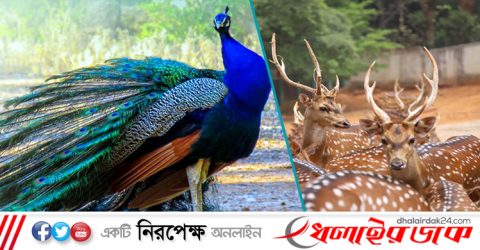 হরিণ-ময়ূর বেচে জাতীয় চিড়িয়াখানার আয় কোটি টাকা