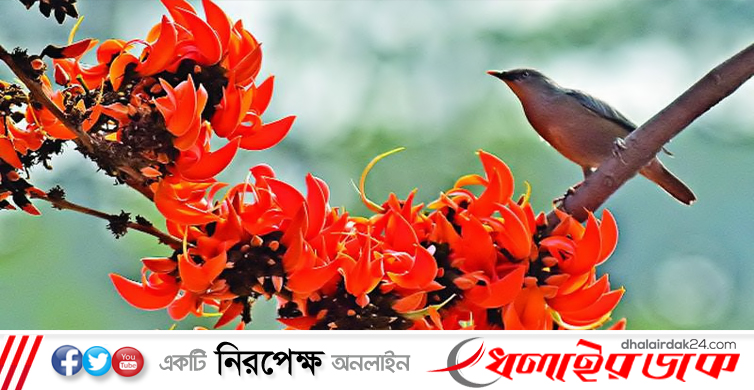 আজ পহেলা ফাল্গুন