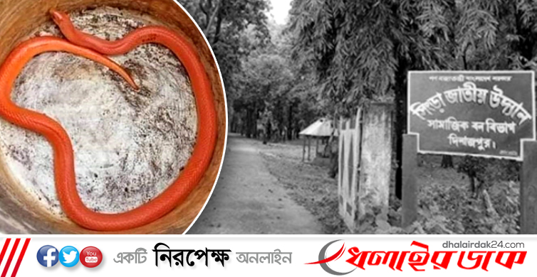 জঙ্গলে ফিরে গেলো সেই রেড কোরাল