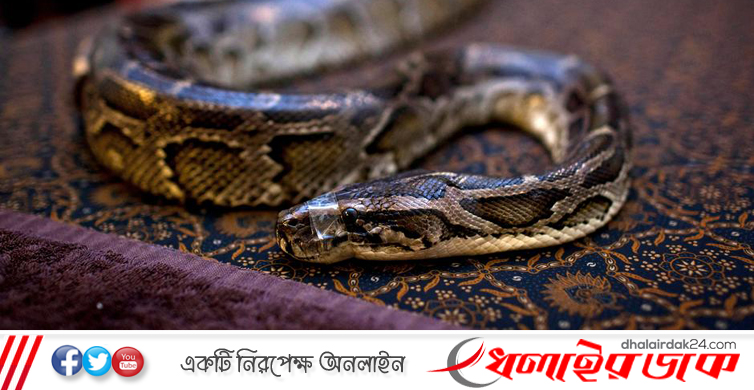 সাপের কামড়ে দুই মাদরাসাছাত্রের মৃত্যু