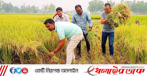 দুই কৃষকের ধান কেটে বাড়ি পৌঁছে দিলেন চার সাংবাদিক