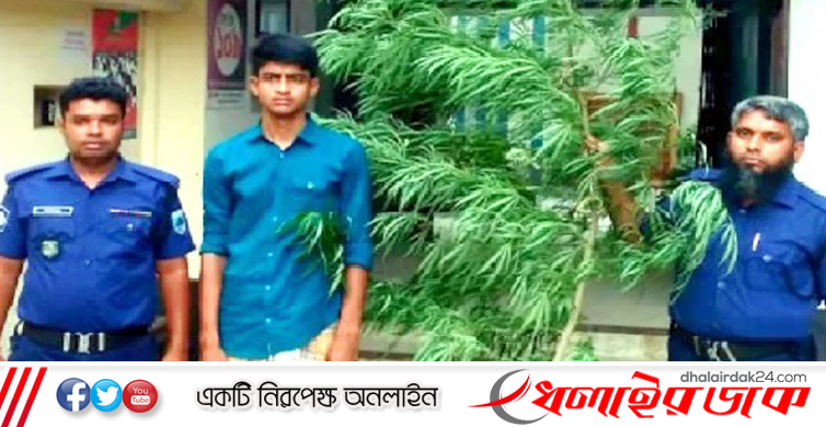 গাঁজা চাষ করে বাড়তি আয়ের পথ খুঁজছিলেন তিনি