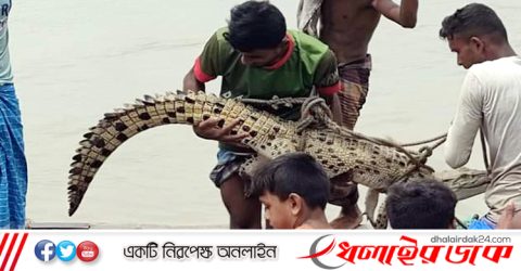 মাছ ধরার জালে উঠে এলো কুমির