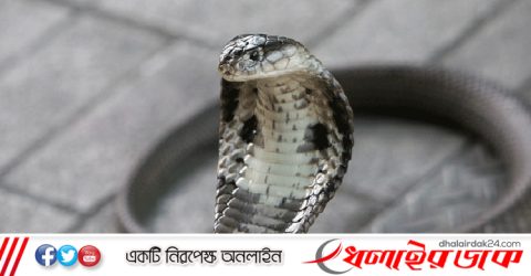 সাপের কামড়, প্রাণ গেল দুই শিক্ষকের