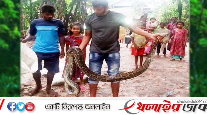 কমলগঞ্জে ১৩ ফুট অজগর উদ্ধার: লাউয়াছড়ায় অবমুক্ত