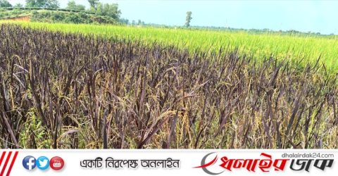 কমলগঞ্জে সার-কীটনাশক হীন ১১ জাতের বিদেশি ধান চাষাবাদে বাজিমাত কৃষক মোহন রবিদাস