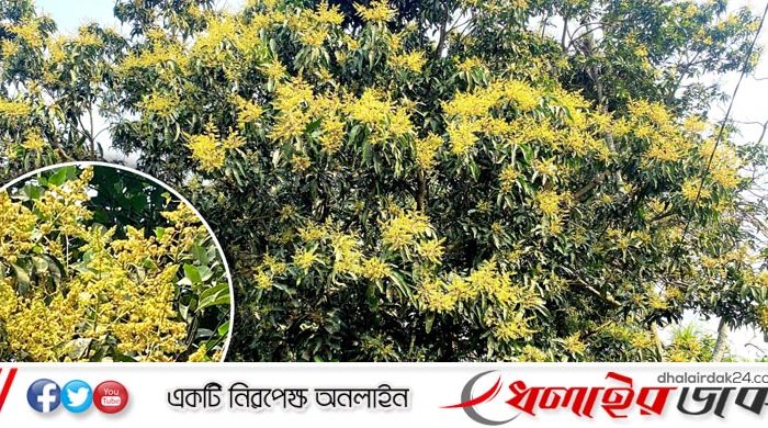 কমলগঞ্জে গাছে গাছে দুলছে আম্র মুকুল