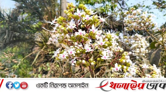 কমলগঞ্জে ফুটেছে বুনোফুল ‘ভাট’, মুগ্ধ পথচারীরা