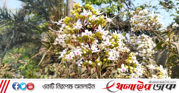 কমলগঞ্জে ফুটেছে বুনোফুল ‘ভাট’, মুগ্ধ পথচারীরা