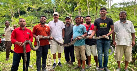 চা বাগান থেকে ১৭ ফুট লম্বা অজগর উদ্ধার, সুস্থ হলে বনে অবমুক্ত করা হবে