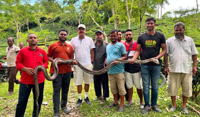 চা বাগান থেকে ১৭ ফুট লম্বা অজগর উদ্ধার, সুস্থ হলে বনে অবমুক্ত করা হবে