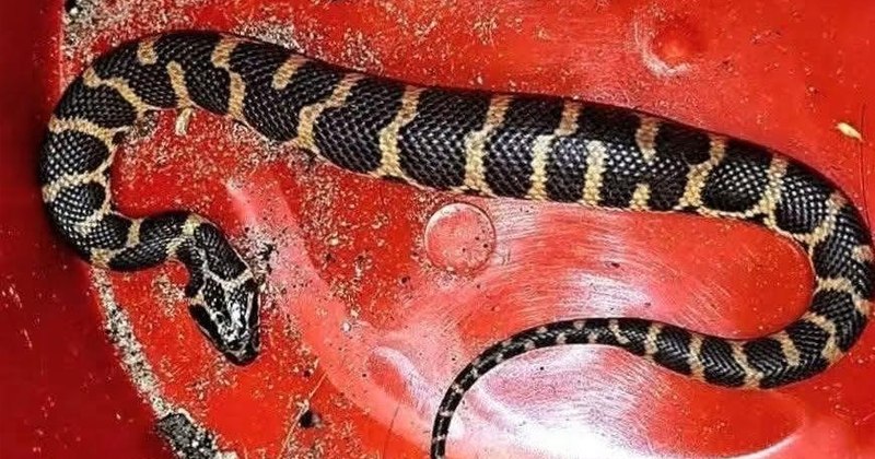 শ্রীমঙ্গলে উদ্ধার বিরল প্রজাতির ‘সাইবোল্ডস ওয়াটার স্নেক’