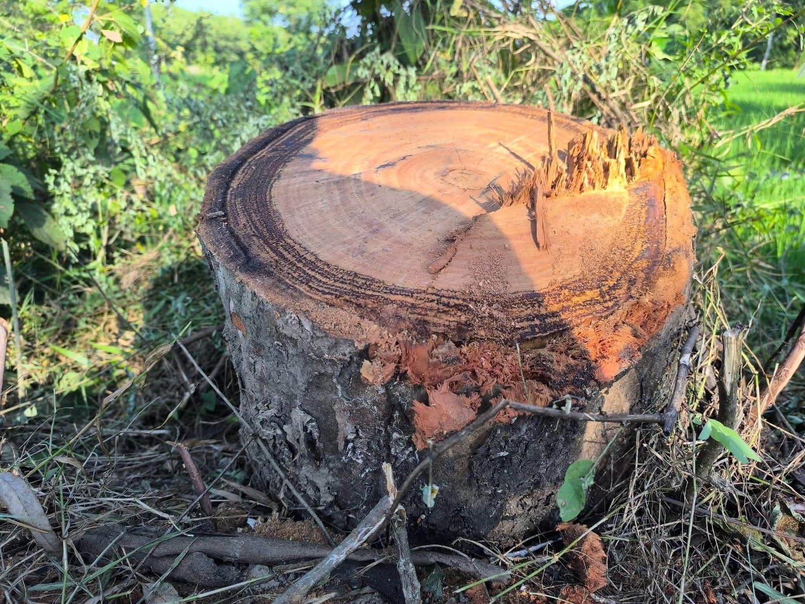 কমলগঞ্জে চেকপোস্ট আর টহল ফাঁকি দিয়ে সাবাড় ১৪টি গাছ, ক্ষুব্ধ স্থানীয়রা