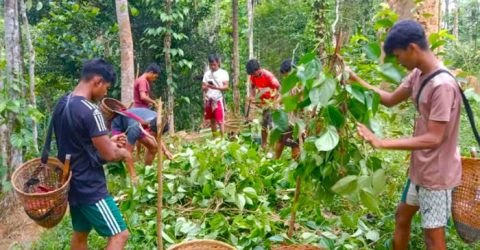 কুলাউড়ায় রাতের আঁধারে খাসিয়াদের পানজুম নিধন