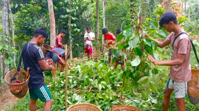 কুলাউড়ায় রাতের আঁধারে খাসিয়াদের পানজুম নিধন